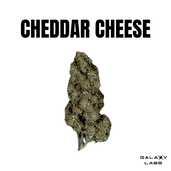 CHEDDAR CHEESE BY GALAXY LABS